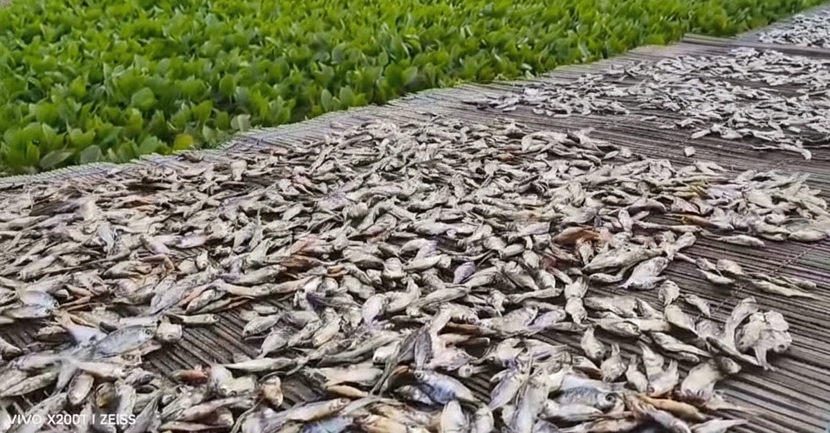 Assam: Flood-Hit Jerenga Pathar Sees Economic Revival Through Thriving ...
