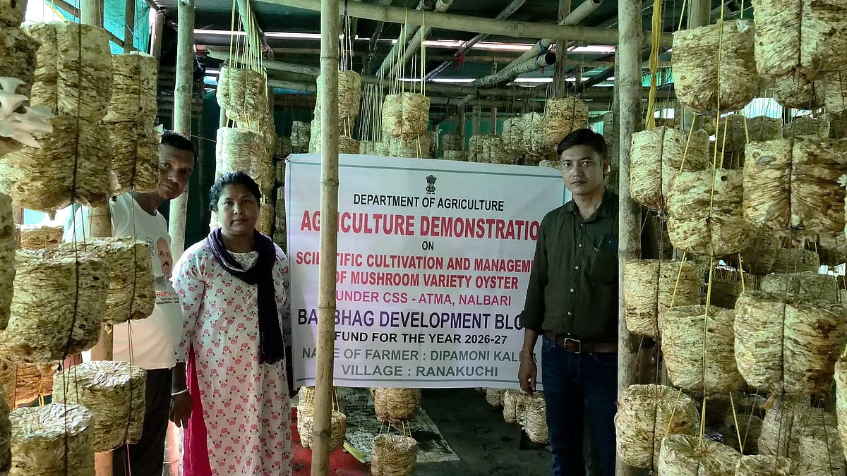 Assam Farmer Earns Rs 7 Lakh Annually Through Scientific Mushroom ...