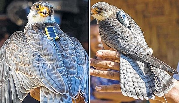 Manipur on High Alert as Satellite-Tagged Amur Falcons Begin Return