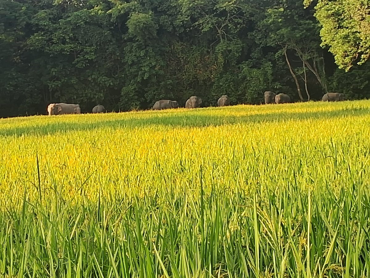 Assam: Elephant menace makes Nalbari residents pass sleepless nights