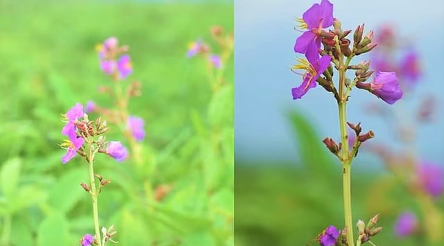 New Flowering Plant Species Discovered in Assam’s Manas National Park