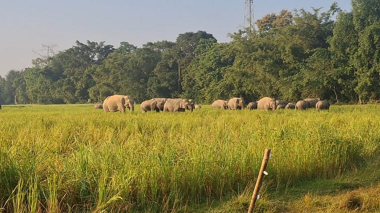 Elephant In Field Assam: Elephants Ravage Paddy Fields in Numaligarh, Morangi