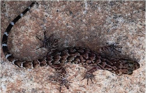 Assam: New Species of Gecko Discovered in Dima Hasao District