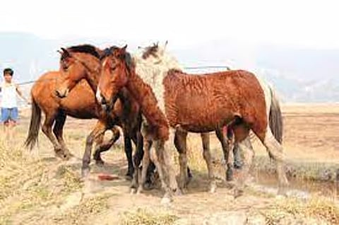 मणिपुर के मूल पोलो टट्टू अनिश्चित भविष्य के खिलाफ दौड़ रहे हैं
