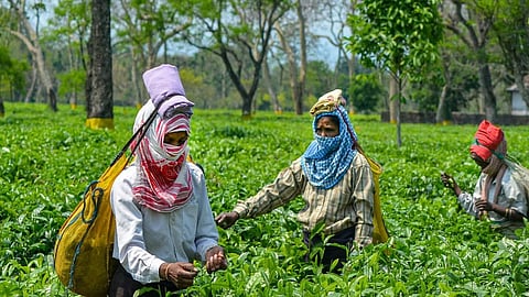 असम चाय निगम बराक घाटी के दो चाय बागान बेचेगा