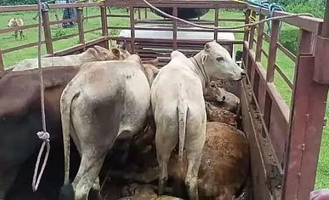 असम: गुवाहाटी शहर में पानीखैती पुलिस ने गायों से लदे 3 वाहन जब्त किए