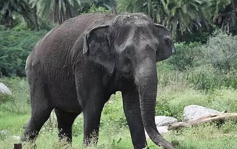 वनों की कटाई और शहरीकरण: मानव-हाथी संघर्ष का एक कारण