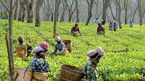असम: सभी हितधारक चाय के लिए न्यूनतम आधार मूल्य के पक्ष में
