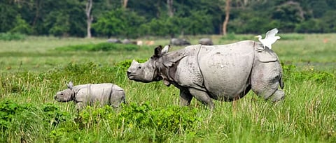 असम: पोबितोरा वन्यजीव अभयारण्य के आसपास प्रस्तावित इको-सेंसिटिव जोन, एनजीटी ने वाणिज्यिक गतिविधियों पर नोटिस जारी किया