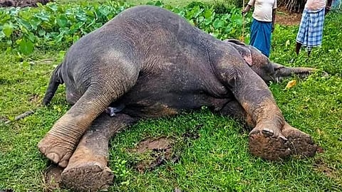 गुवाहाटी: रानी में एक दुखद घटना में हाथी मृत पाया गया; बिजली का करंट लगने का संदेह
