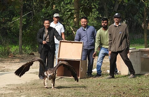 असम: बचाए गए छह हिमालयी गिद्धों को कामरूप के जंगल में वापस छोड़ा गया