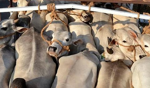 असम: दक्षिण कामरूप में मवेशी तस्करी बढ़ी