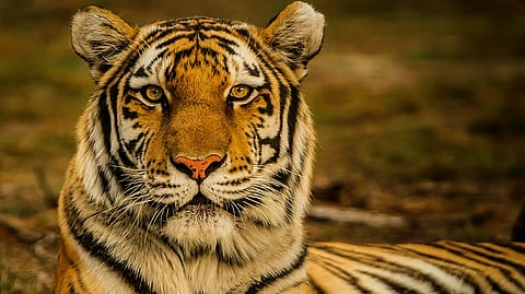 असम: आवारा बाघों के कारण सूटिया में दहशत; हालिया हमलों के बाद ग्रामीण चिंतित