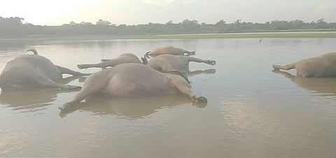 काजीरंगा में बिजली गिरने से छह जंगली भैंसों की मौत