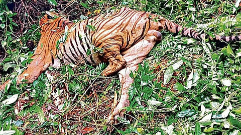 काजीरंगा के बिश्वनाथ डिवीजन में आपसी संघर्ष के बाद वयस्क बाघ मृत पाया गया