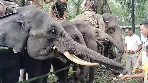 मानस राष्ट्रीय उद्यान में संरक्षण गतिविधियों के साथ विश्व हाथी दिवस मनाया गया 