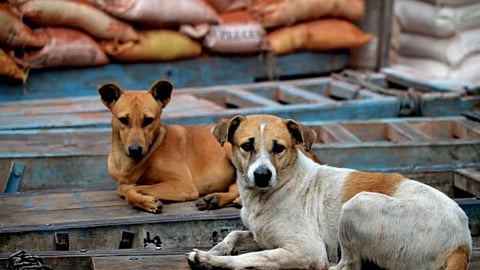 गुवाहाटी: सामुदायिक कुत्तों पर सुप्रीम कोर्ट के आदेश के खिलाफ असम भर में विरोध प्रदर्शन
