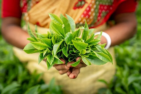 हरी पत्तियों की गिरती कीमतों को लेकर डिब्रूगढ़ में छोटे चाय उत्पादकों ने किया विरोध प्रदर्शन