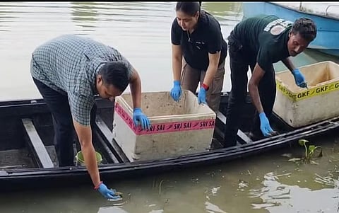 असम: पोबितोरा के हादुग बील में कछुओं की तीन प्रजातियों के 104 बच्चे छोड़े गए