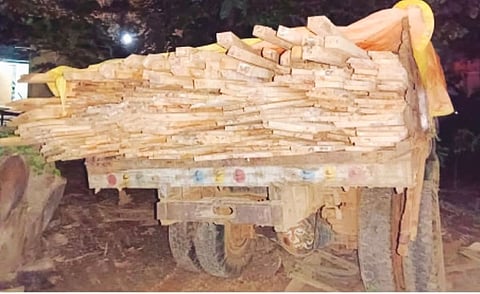 पश्चिम और पूर्वी कामरूप वन प्रभागों में लकड़ी की कटाई बेरोकटोक जारी: असम 