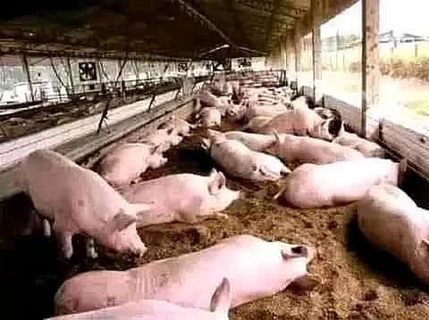 अफ़्रीकी स्वाइन फ़ीवर: असम द्वारा सुअर पालकों से मुआवज़ा देने के लिए माँगे गए 14 करोड़ रुपये