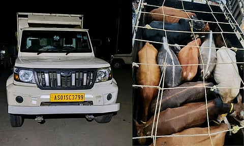 हाजो पुलिस ने 28 चोरी हुए मवेशियों को बचाया, तस्करी के बड़े अभियान में छह गिरफ्तार