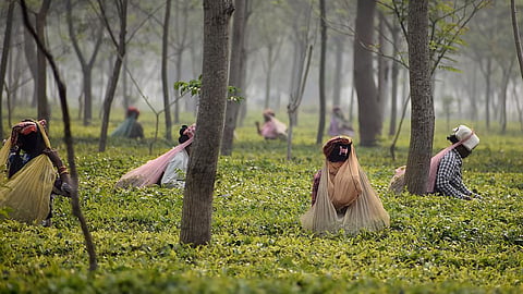 असम चाय श्रमिक संघ (एटीडब्ल्यूयू) की डेरगाँव उप-शाखा का द्विवार्षिक सम्मेलन संपन्न हुआ।