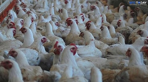 Bird Flu Fears Reshape Trade As Saudi Arabia Suspends Poultry And Egg Imports From India