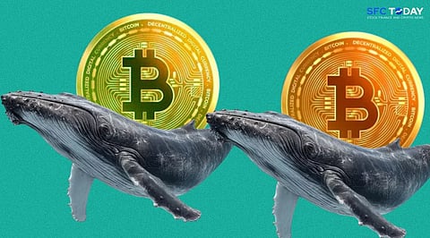 Old Bitcoin Whales Sell 271M BTC: Data Indicates Absorption, Not a Trend Reversal