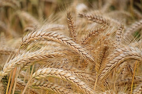 Wheat Grace Production Increased by 76% in 2023