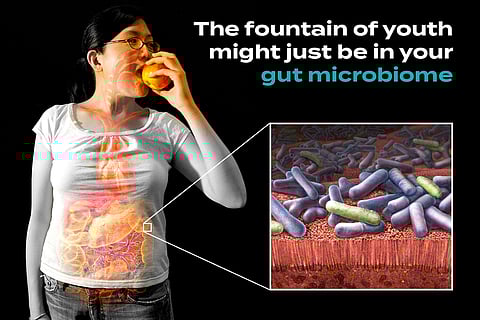 The Surprising Role of Your Gut Microbiome in Aging