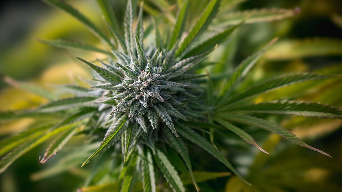 Why Does pH Matter When Growing Cannabis in Water?