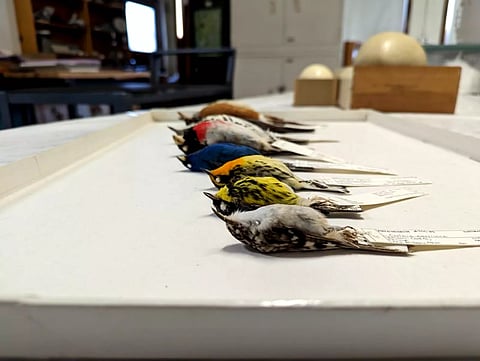 Shrinking wings, bigger beaks: birds are reshaping themselves in warming world