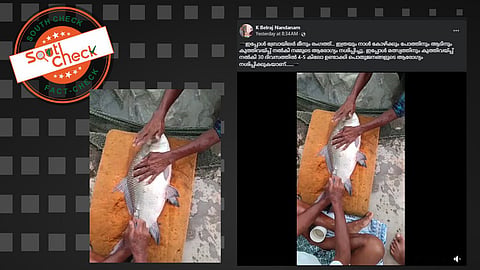 Fact Check: മത്സ്യങ്ങള്‍ക്ക് ഭാരംകൂട്ടാന്‍ കുത്തിവെയ്പ്പ്? വീഡിയോയുടെ സത്യമറിയാം 