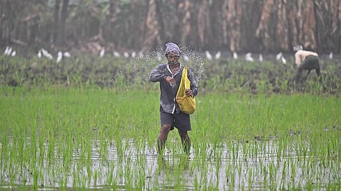 Explained: Seasonal urea shortages in Telangana, AP point to subsidy-driven overuse, import dependence
