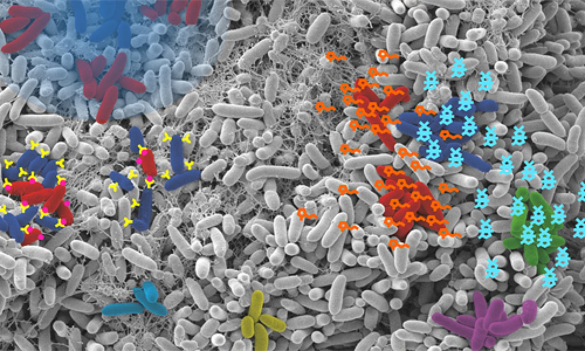 We’ve worked out a way of understanding how microbial communities shape ...