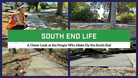 South End Life: How Trees Stand Up to Sidewalk Repairs on Beacon Avenue