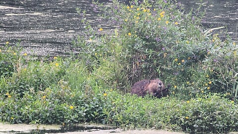 Beaver resting among lush greenery and wildflowers at the edge of Meadowbrook Pond in Seattle, with calm water and dense vegetation in the background.