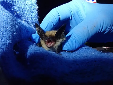 Small bat on a blue knitted blanket with its mouth open as a gloved hand gently holds it under bright light.