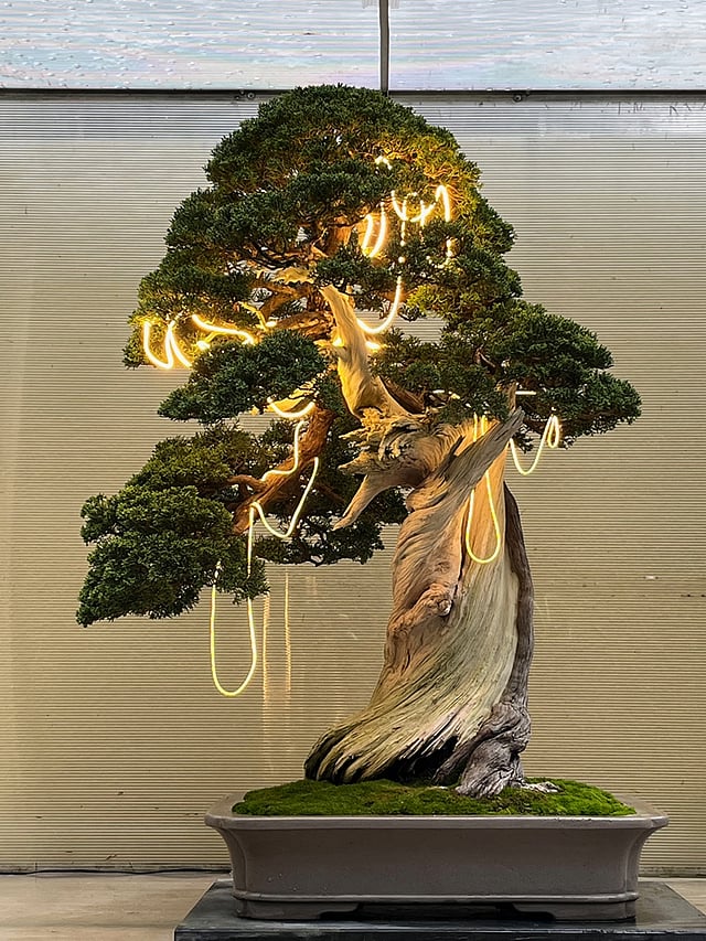 At a Winter Solstice Market, Tiny Bonsai Draped in Lights Hold Off the Big  Dark