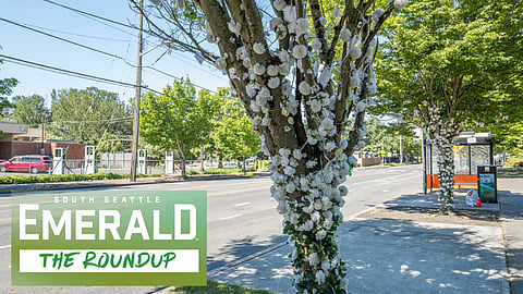 The bus stop on Henderson Avenue where Rainier Beach High School students Tyjon Stewart and Tra'Veiah Houfmuse were killed in January 2026. White flowers are wound around the two trees near the bus stop.