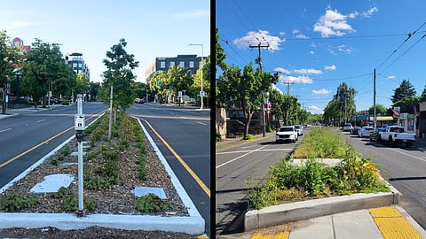 A side by side of two images shows a median in Ballard on the left and a median on Rainier Avenue South on the right. The one in Ballard is well-manicured with young trees and shrubs. The one on the right has no trees and is more unkempt, with a few flowers.