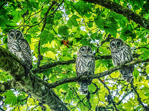 Three juvenile barred owl perch on tree branches.