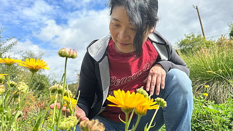 Lynda Wong kneels in the Beacon Food forest above some blooming calendula and studies the flowers with a smile on her face.