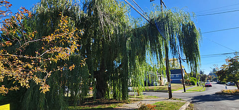 Large weeping willow with long, drooping branches beside a residential street.
