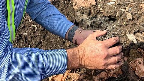 Gabe Morelli, operations manager of Cedar Grove Maple Valley, places his hands in a mound of curing compost. The mound is about four stories high.