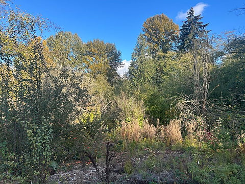 Close-up of trees and plants in 29th Avenue pocket forest.