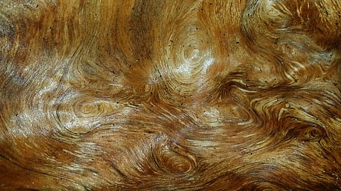 The Luminous Photography of Shawnee Tucker