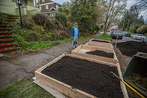 Anne Miller pauses in her work in setting up a community garden in Seattle, Washington, on March 25, 2020. (Photo: Carolyn Bick)
