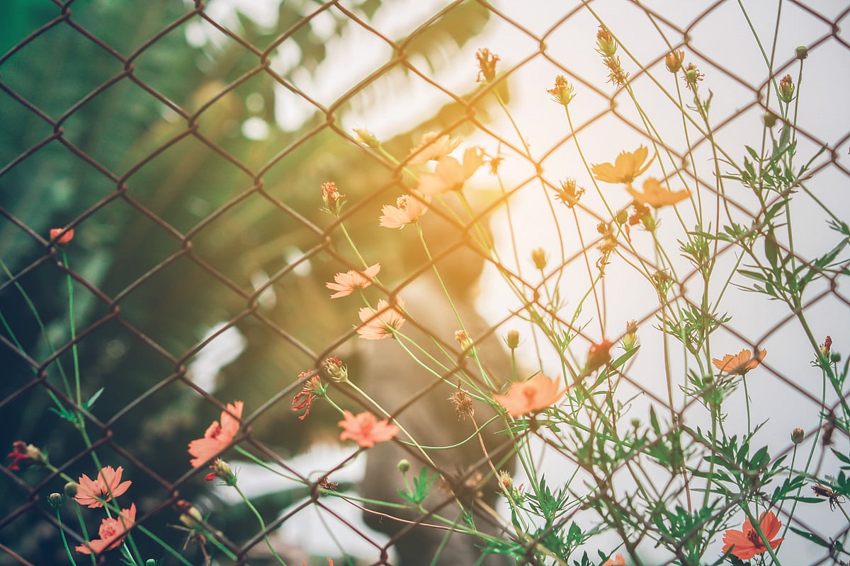OPINION: In Praise of a Chain-Link Fence